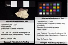 Foto (Objket + Etiketten) von Cracensigillatus acutirostris (Moericke, 1889) 